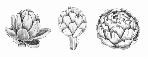 Set of artichokes. Graphics. The style of engraving. Hand drawn