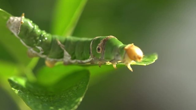 Oleander Hawk-moth Caterpillars on Thai lemon tree