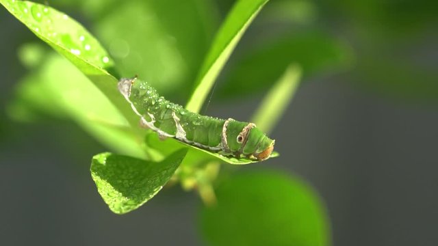 Oleander Hawk-moth Caterpillars on Thai lemon tree