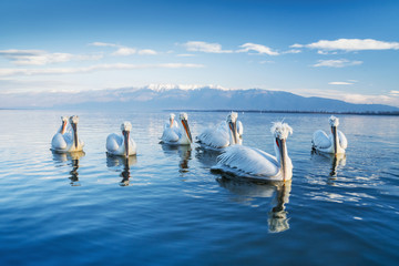 Dalmatian pelican in the natural environment, wildlife, Kerkini lake, close up, Pelecanus crispus