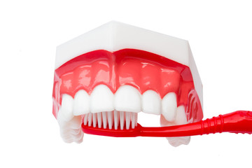 Dental teeth model and teethbrush. Close up
