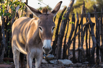 Donkey posing for a photo