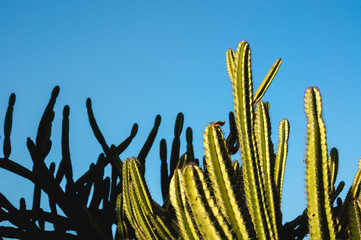 Cactus under the blue sky