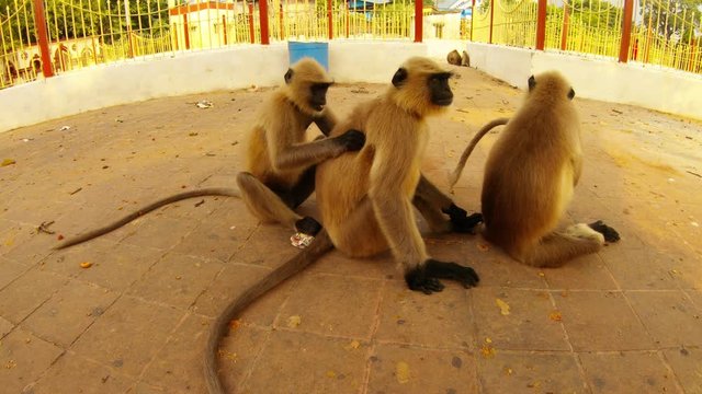 langur monkeys look for fleas from each other city park of Kolkata