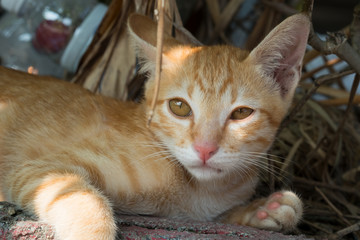 close up face pussy cat on the floor