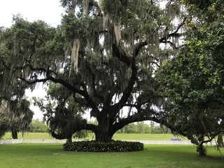 tree in park
