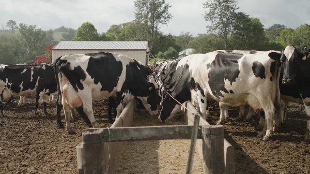 Cattle feeding from troughs at a farm