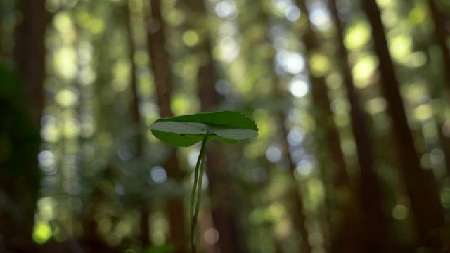 Tree sapling surrounded in forest with tall Redwoods, zoom in