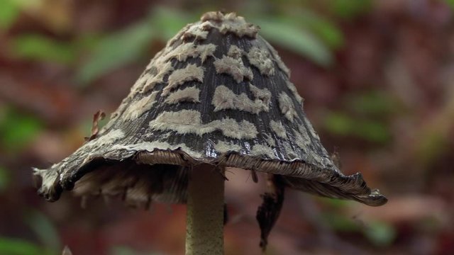 Magpie Inkcap or Coprinopsis picacea encircled with small insects