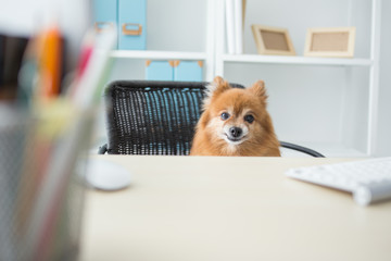 Fototapeta na wymiar LWTWL0021758 cute happy dog working in the office.