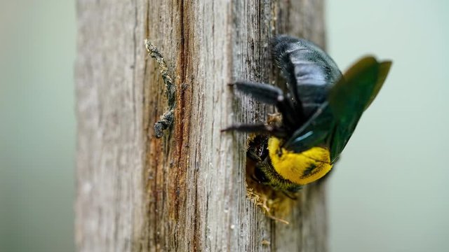 Xylocopa latipes or Tropical carpenter bee nesting in a dry wood ,Time lapse