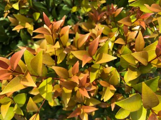 The leaves are changing color according to the season.