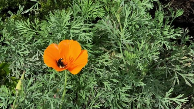 4K HD video of one bumble bee collecting pollen from a California poppy flower, rolling around and around through the center of the flower before flying away.