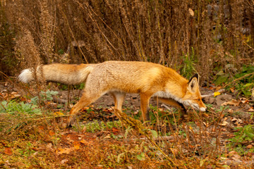 red fox