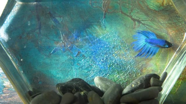 Blue beta fish swimming in a fish bowl
