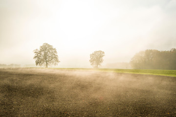 bald lime trees in fog in autumn