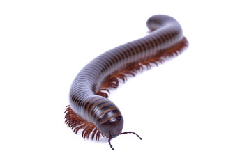 Milipede isolated on white background