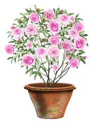 セシルブルンネ