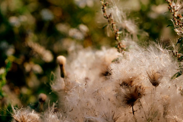 Thistle seeds on a summer field in the evening close up