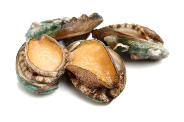 Raw abalones on the white background 