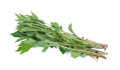 White mugwort plant (Artemisia lactiflora) on white background