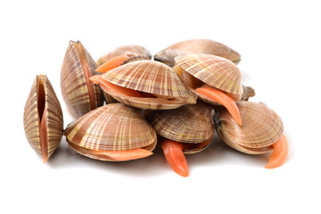 Clams on white background