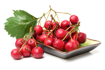 Hawthorn on a white background 