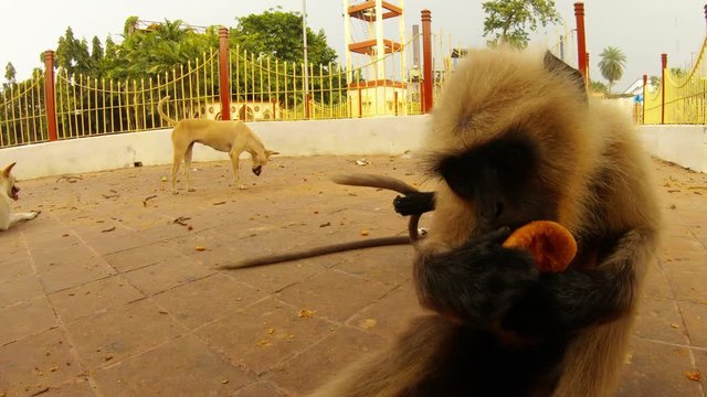 langur monkey eats kachori indian spicy snack close upwhite dog walks on background yellow fence city park of Kolkata West Bengal