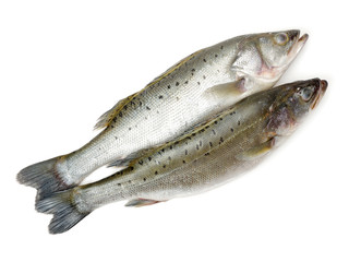 Canada Striped bass whole fresh fish, also called Atlantic striped bass, striper, linesider, rock or rockfish, product of Canada, isolated on white background.