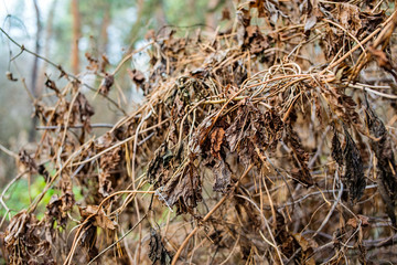 dry foliage and plants against the background of the forest.