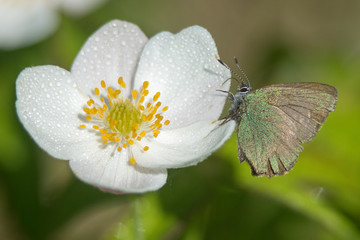 bee on flower