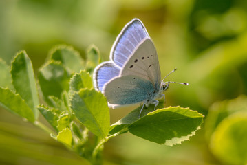 butterfly on leaf