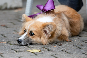 welsh corgi lay down on the sidewalk pavement