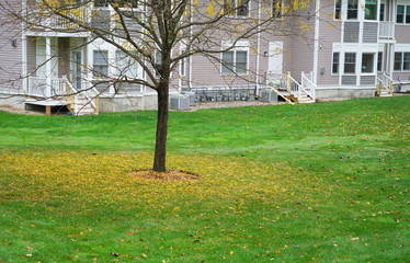 fallen leaves on the meadow in residential community