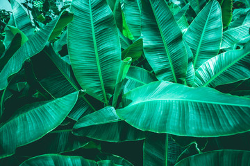 tropical banana leaf texture in garden, abstract green leaf, large palm foliage nature dark green background