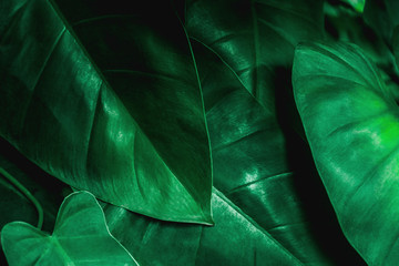 tropical leaves in garden, abstract green leaves texture, nature background
