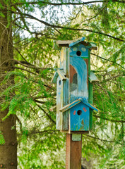 2019-10-02 BIRD HOUSE IN THE WOODS