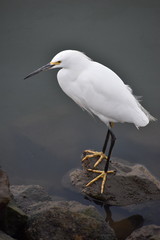 A snowy egret (Egretta thula) perched on a rock by the water's edge at the Moss Landing harbor in California.