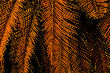colorful palm leaf and shadow, abstract natural background, dark tone