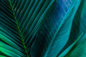 abstrakte grüne Blattstruktur, Naturhintergrund, tropisches Blatt © Nabodin