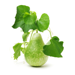 calabash on a white background 