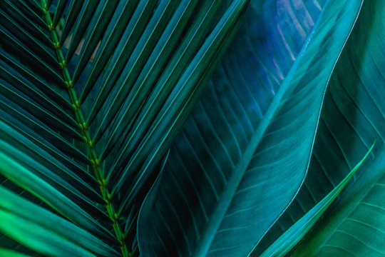 abstract green leaf texture, nature background, tropical leaf