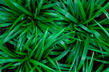 abstract green leaf textures on dark blue tone, natural green background
