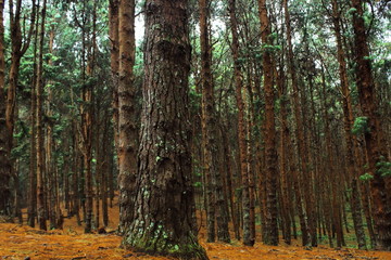 Beautiful pine forest of Kodaikanal hill station, on the slope of Palani hills in Tamilnadu in India. Pine forest is one of the best tourist attraction of Kodaikanal