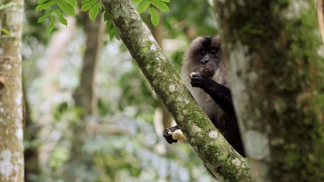 Lion tailed macaque eating on a tree