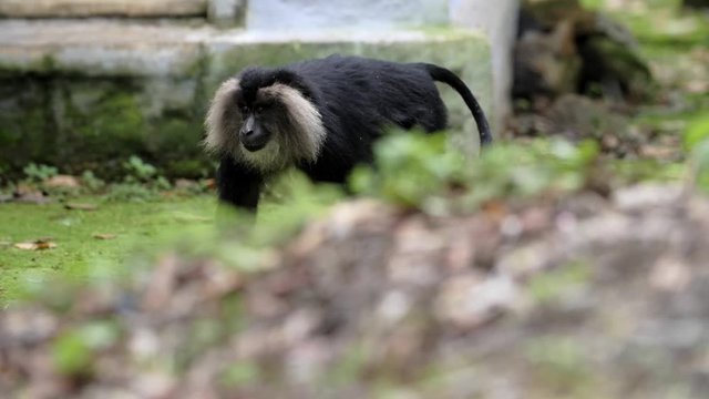 Lion tailed macaque slow motion walk