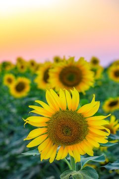 Golden sunflower in the sunny summer field, field of blooming sunflowers on a background sunset © Neha