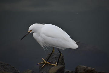 A snowy egret (Egretta thula) perched on a rock by the water's edge at the Moss Landing harbor in California.