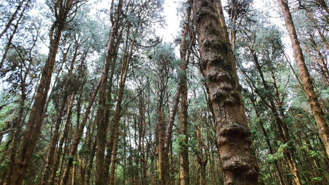 Beautiful pine forest of Kodaikanal hill station, on the slope of Palani hills in Tamilnadu in India. Pine forest is one of the best tourist attraction of Kodaikanal