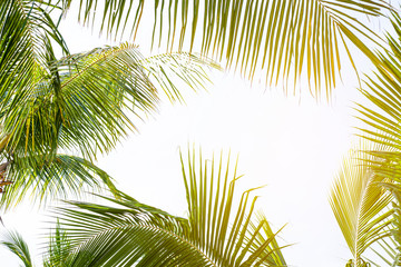 tropical palm leaf background, coconut palm trees perspective view